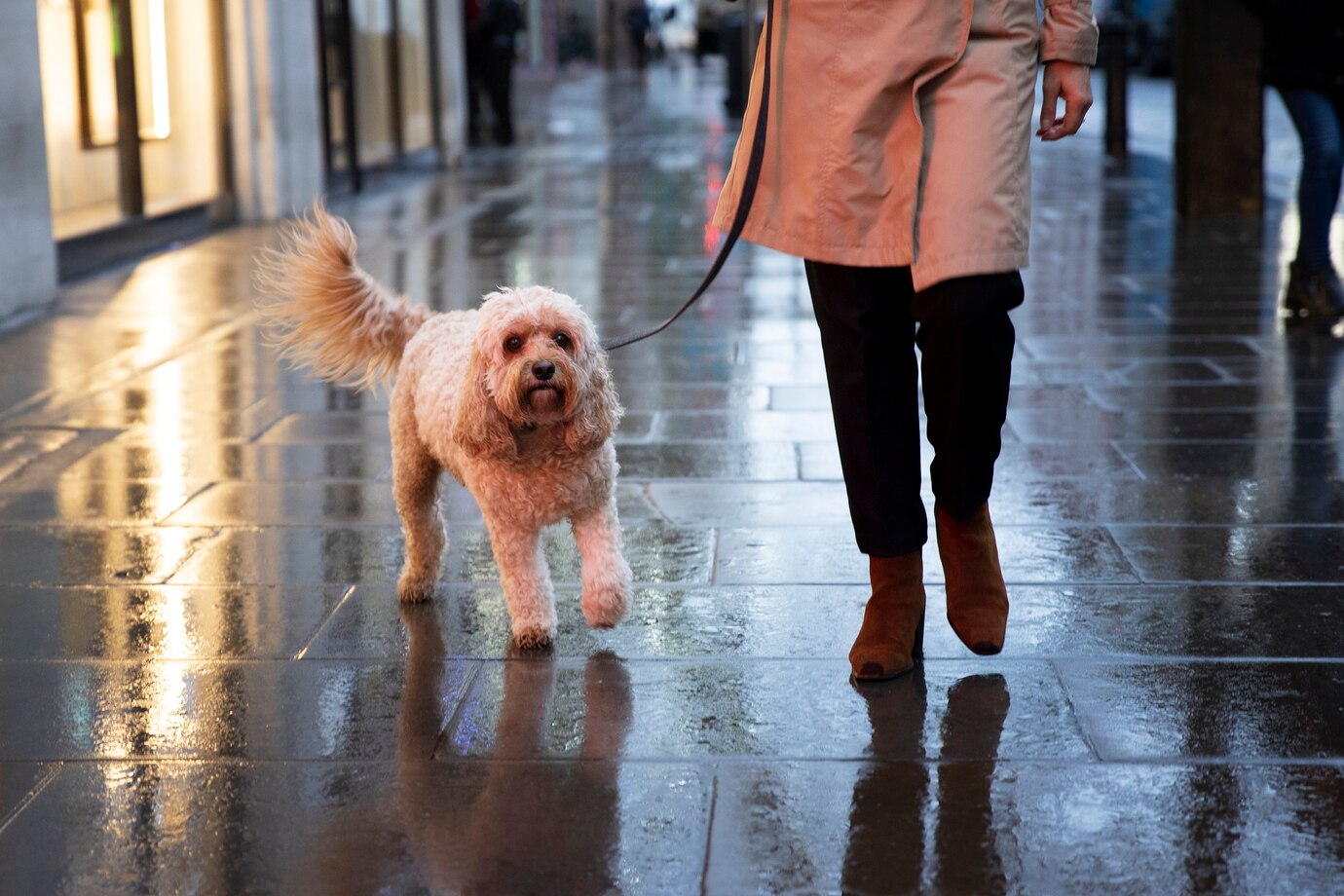 5 Tips For Regnværsdagsturer For Å Holde Hunden Din Trygg Og Komfortabel